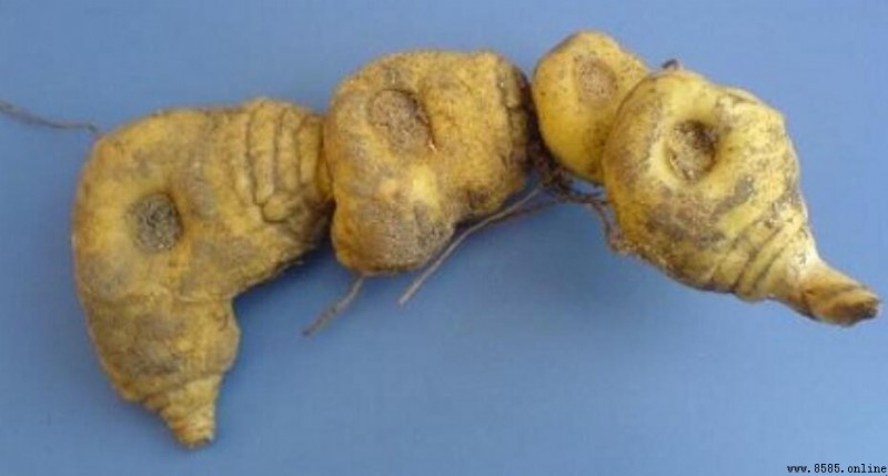 黃精是熱性還是寒性？解析其平性特點與適用人群