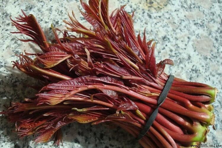 香椿是否有毒?春季食用需注意的事項