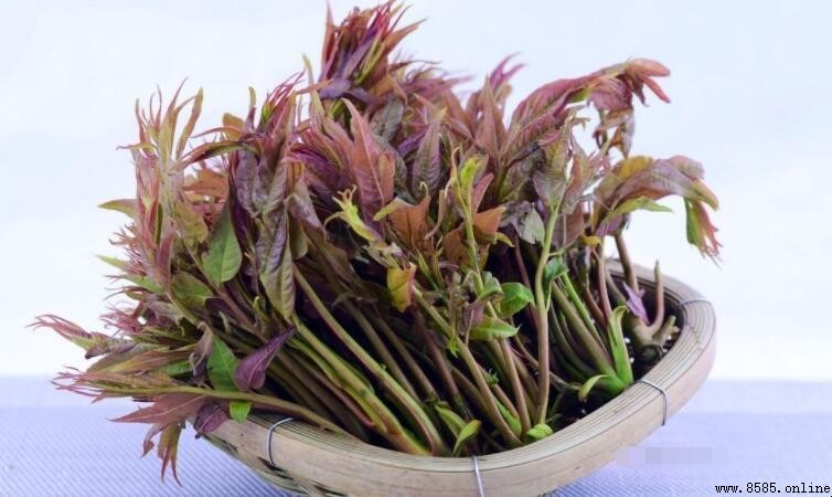香椿芽營養價值解析:富含微量元素與保健功效
