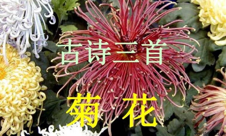 《菊花》古诗表达的情感与品格追求