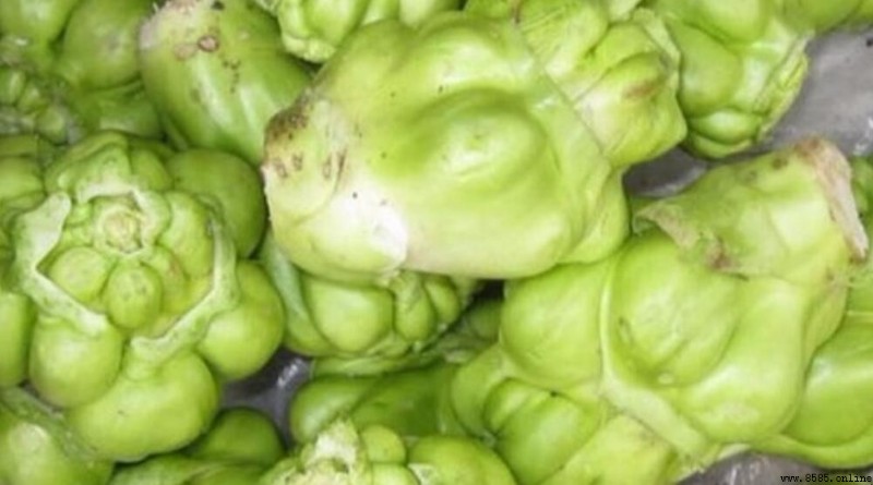 芥菜頭是搾菜嗎？澄清兩者差別