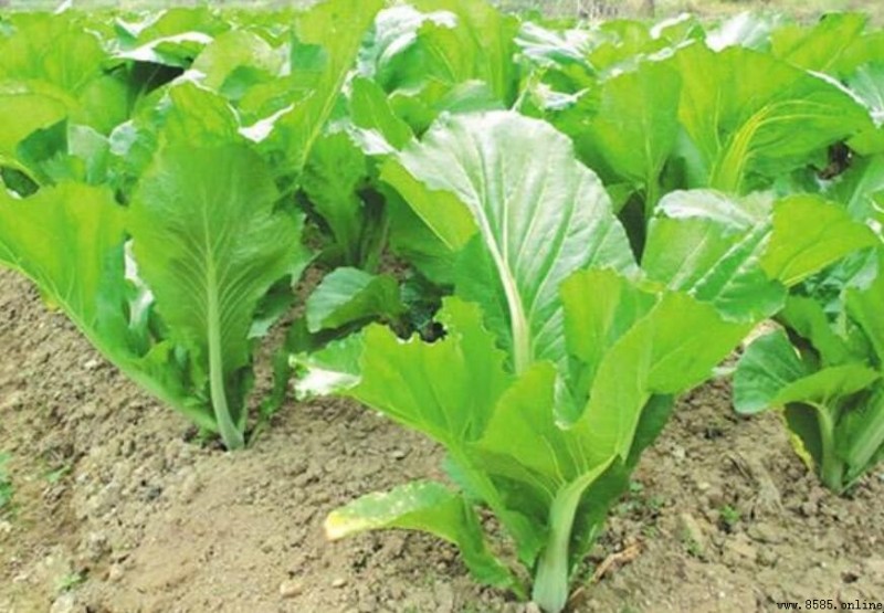芥菜是什麼菜：特徵、種植與營養全解析