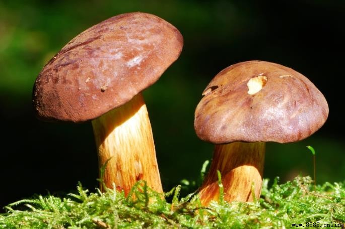 牛肝菌形態特徵解析