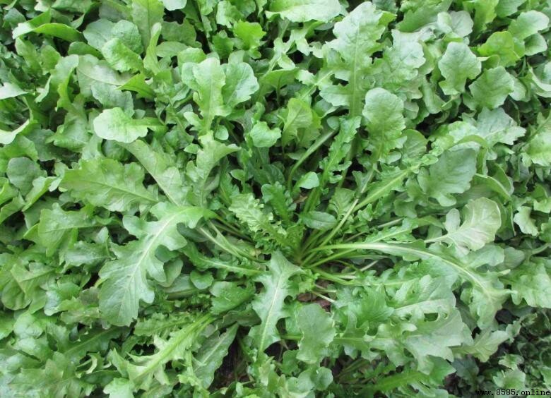 【功能與用途】地膽頭的功效與作用