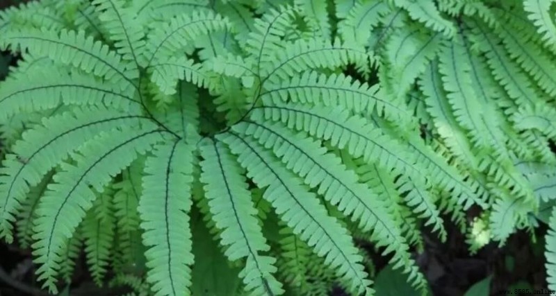 裸子植物最豐富的國家是哪個