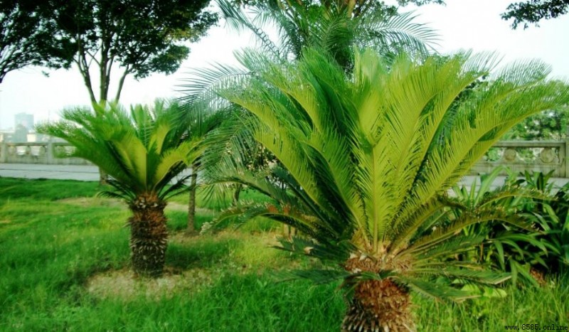 裸子植物究竟有沒有花?解析它們的孢子葉球與繁殖方式