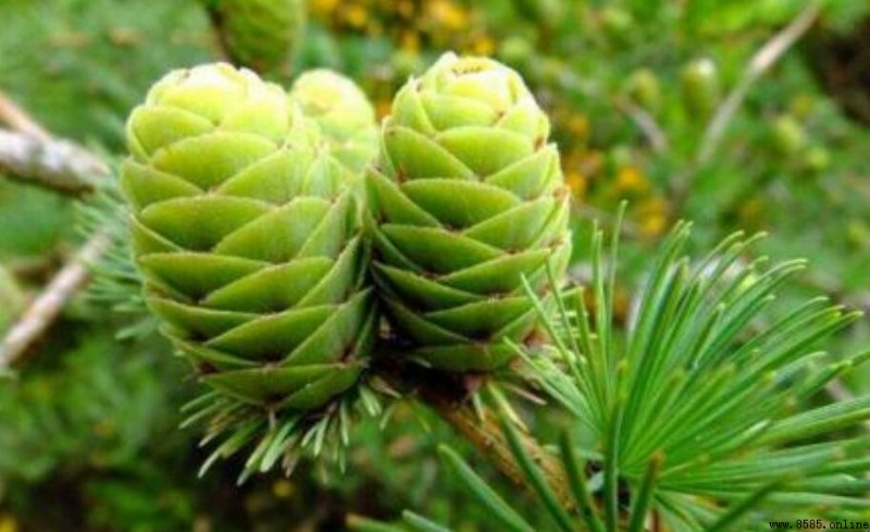 裸子植物有果實嗎?解析其特徵與常見種類
