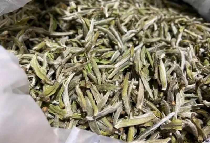 福建白茶屬於什麼茶?解析輕發酵茶的白茶品類