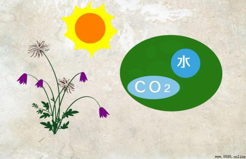 二氧化碳是有機物嗎？澄清其性質與分類