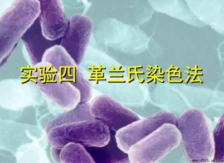 革蘭氏染色法的定義與原理
