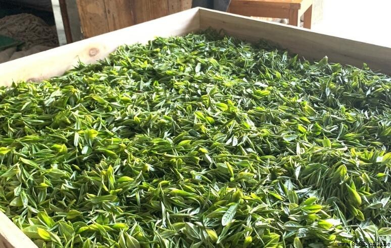 福建主要產什麼茶？解析福建六大茶類與代表品種