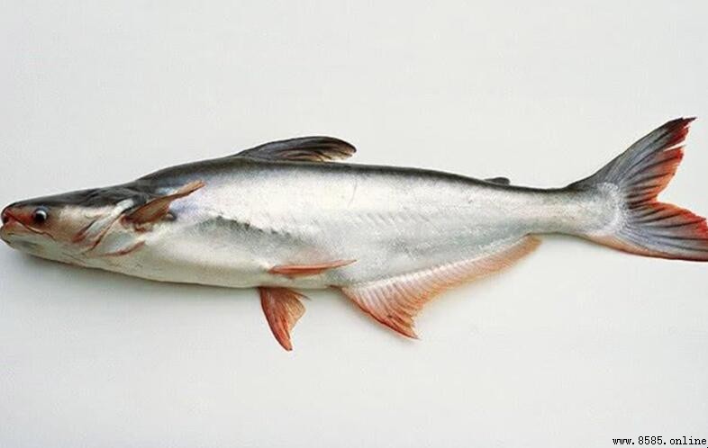 巴沙魚是海魚嗎?解析巴沙魚的實際屬性