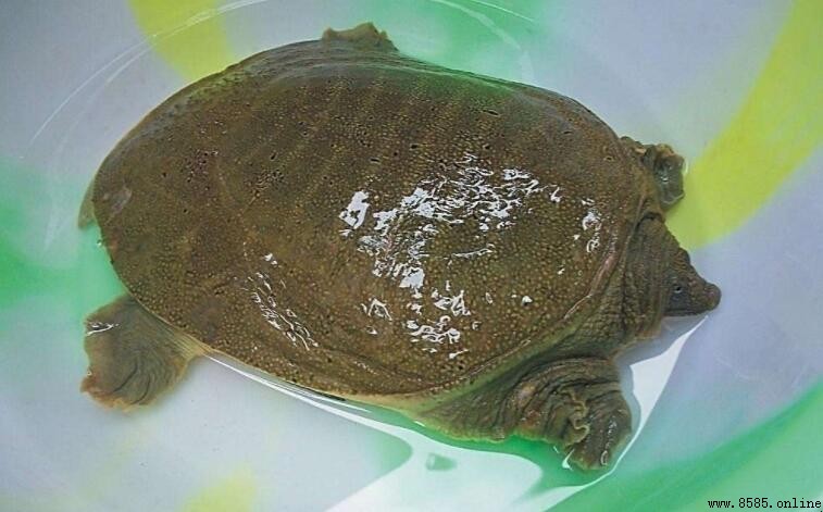 甲魚不能和什麼一起吃?五種搭配禁忌必看