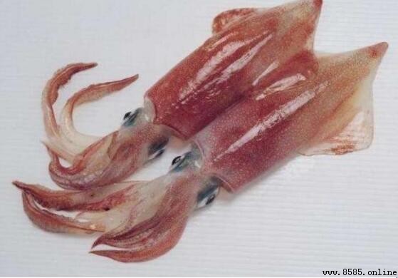烏賊和鱿魚的區別：科屬、外觀特徵比較