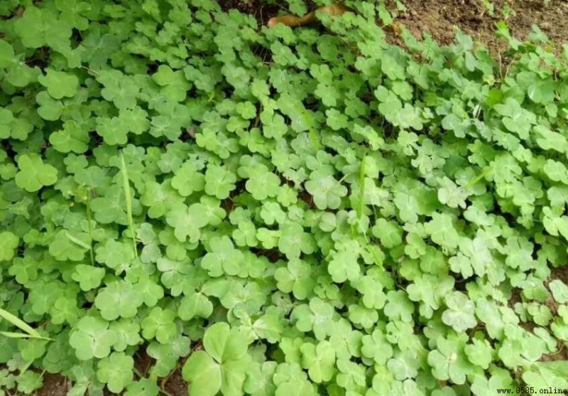 三葉草能吃嗎?解析其食用價值與療效