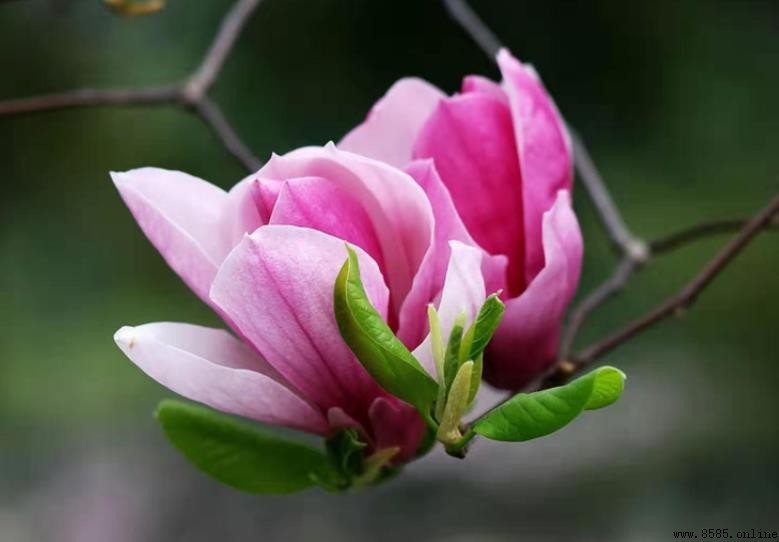 玉兰花的作用与价值全解析