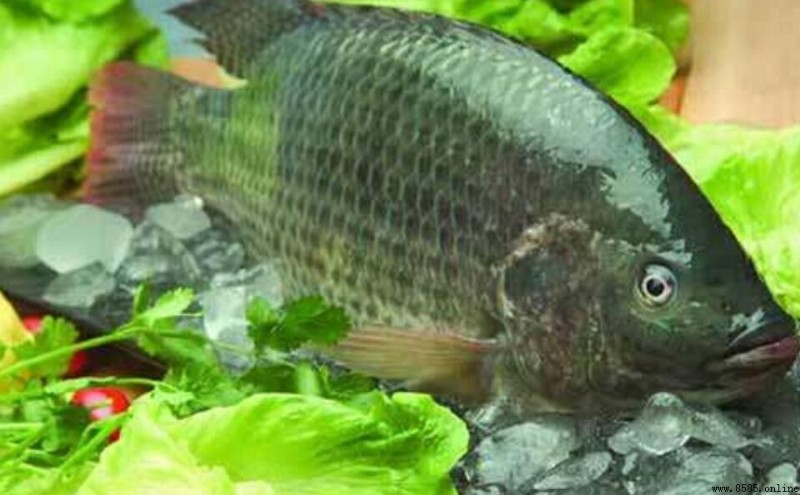 羅非魚購買技巧指南