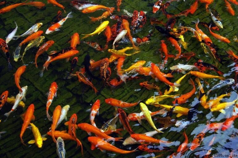 年年有魚的寓意與象徵