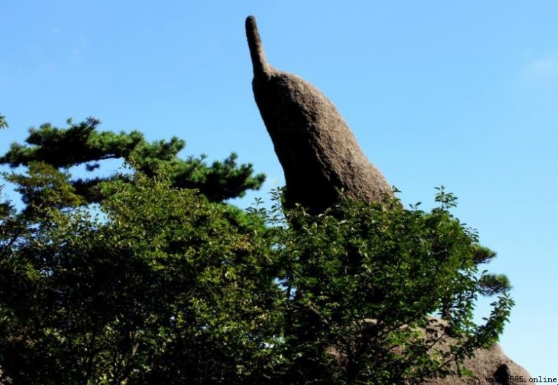 黃山奇石名盤:探索大自然的神奇造詣