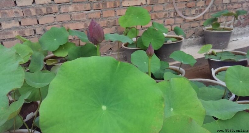 碗莲种植季节指南