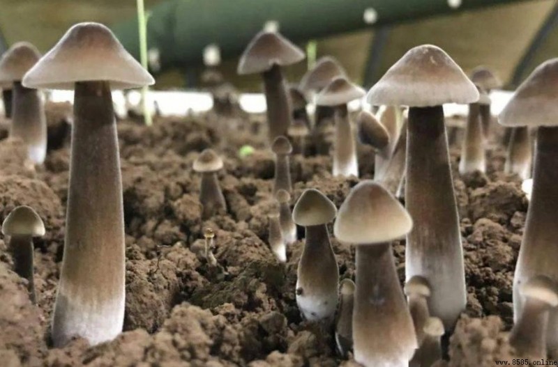 黑皮雞枞菌需要焯水嗎?使用技巧大揭秘