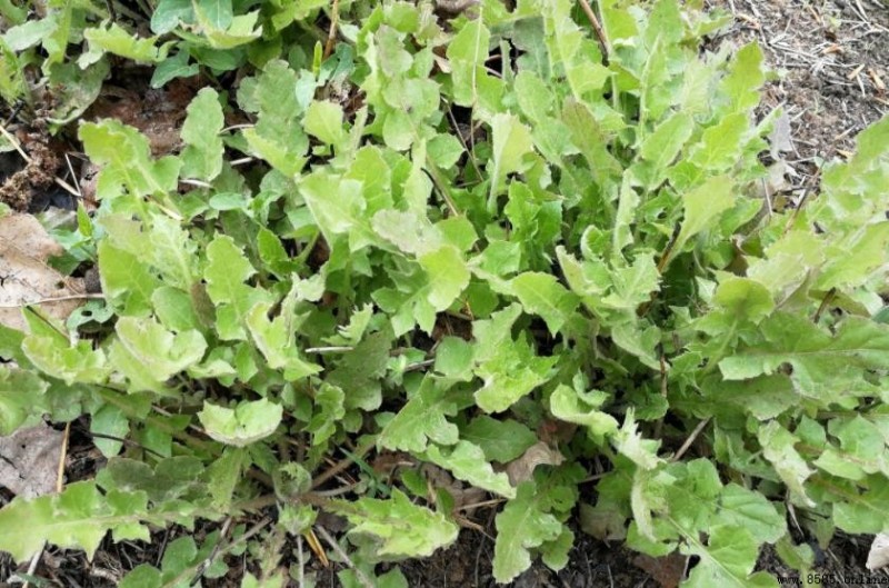 還陽草形態特徵解析