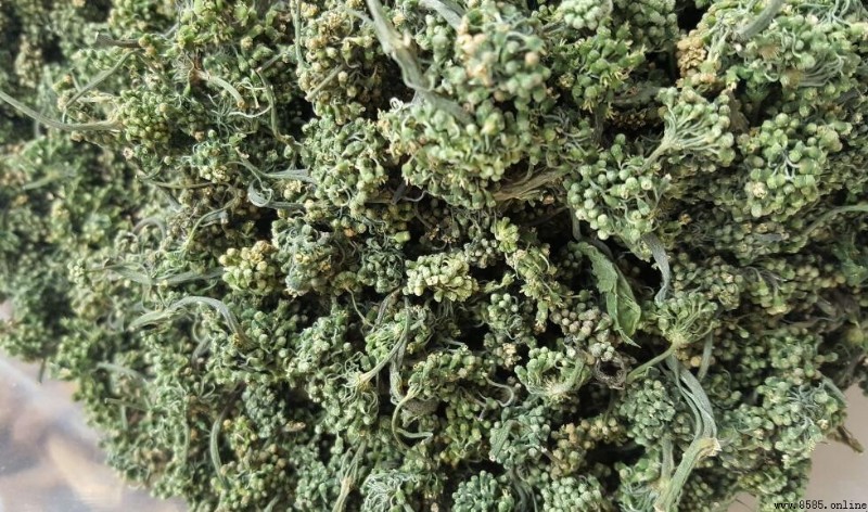 人參花和人參的區別