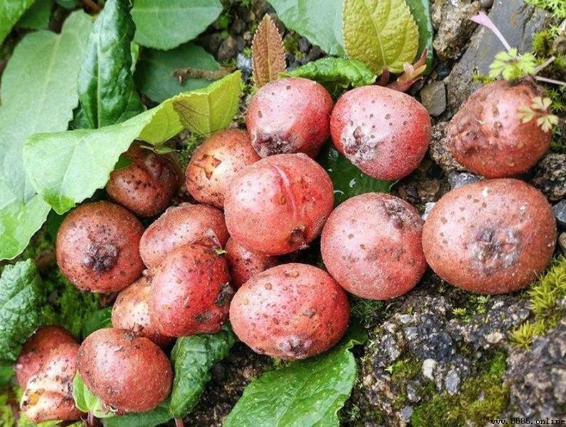 地石榴是什麼?落地下果實的來源、特性與應用