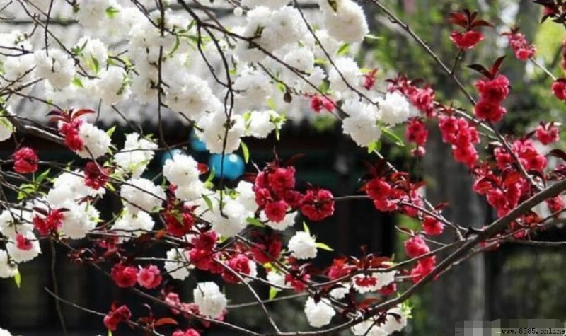 一樹梨花壓海棠的出處與典故