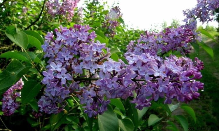 紫丁香的花語與象徵意義