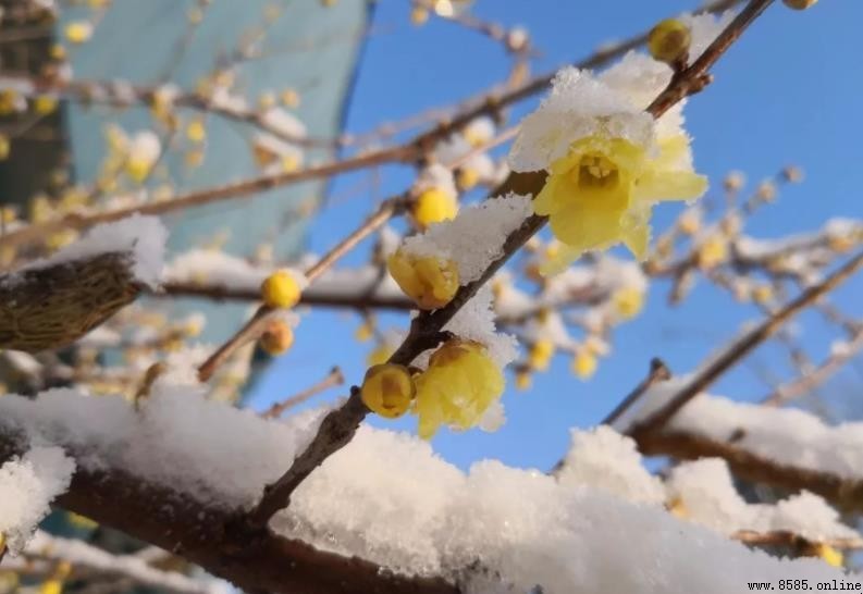瑞雪兆豐年的民間故事與含義