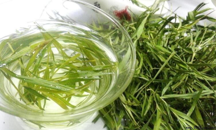 喝竹葉茶的禁忌與注意事項