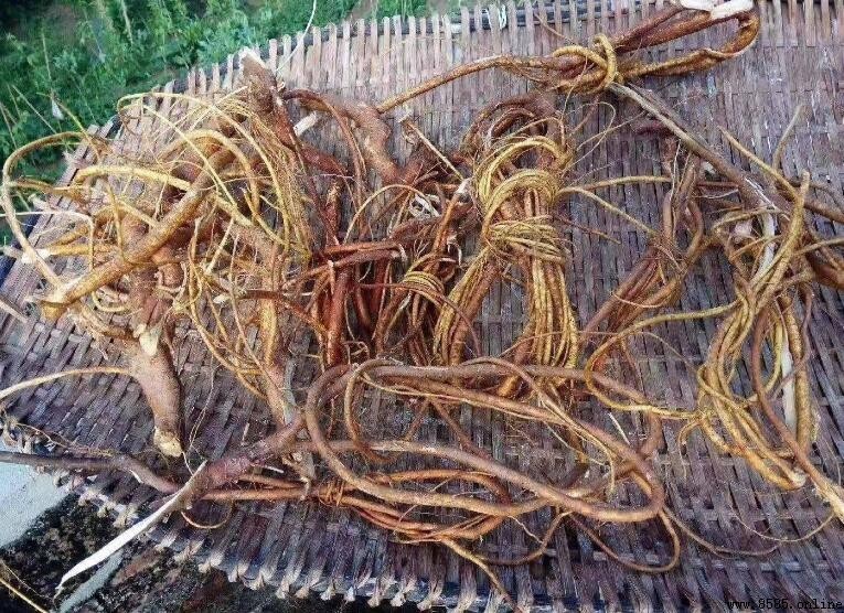 如何挑选五指毛桃?看这 6 点