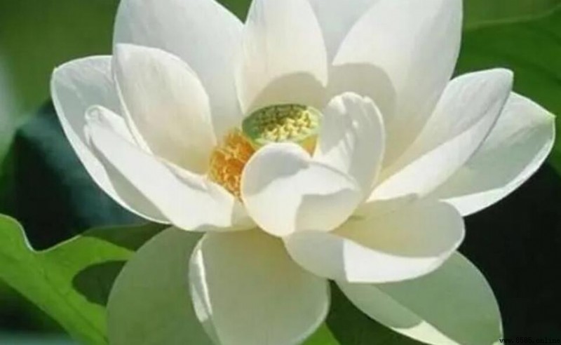 夏天暑伏是什麼時候:三伏天時間及注意事項