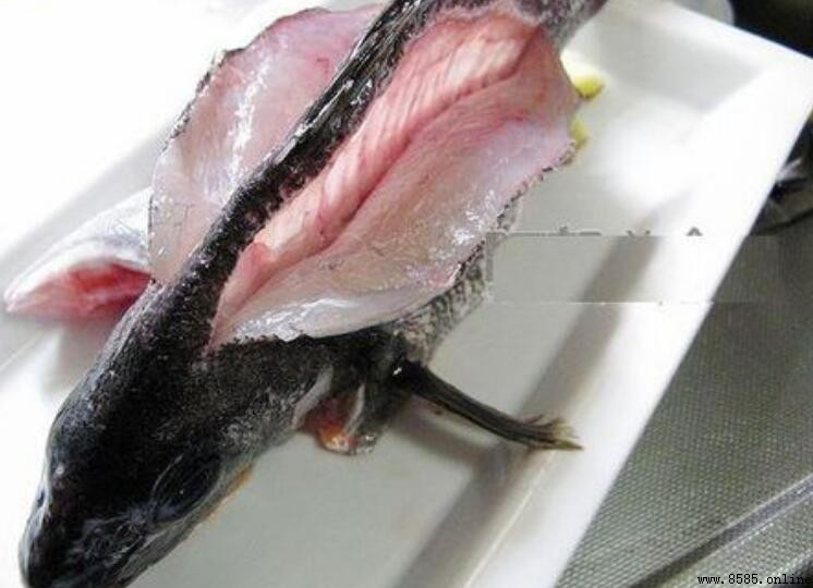 開背魚有鱗嗎？解析開背魚的實際含義