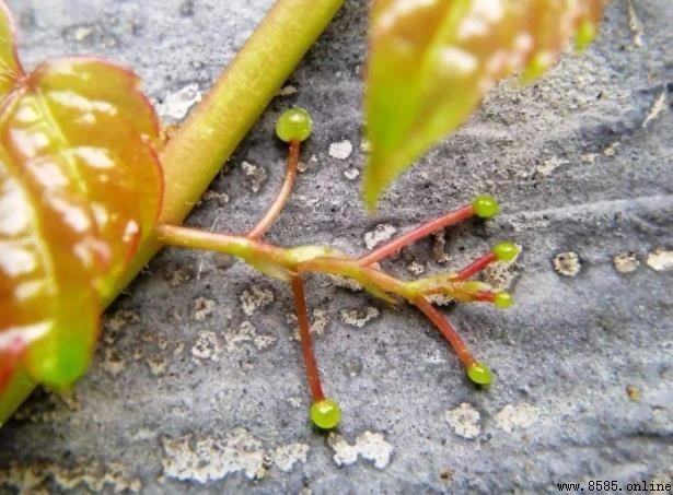 爬山虎的形态特征
