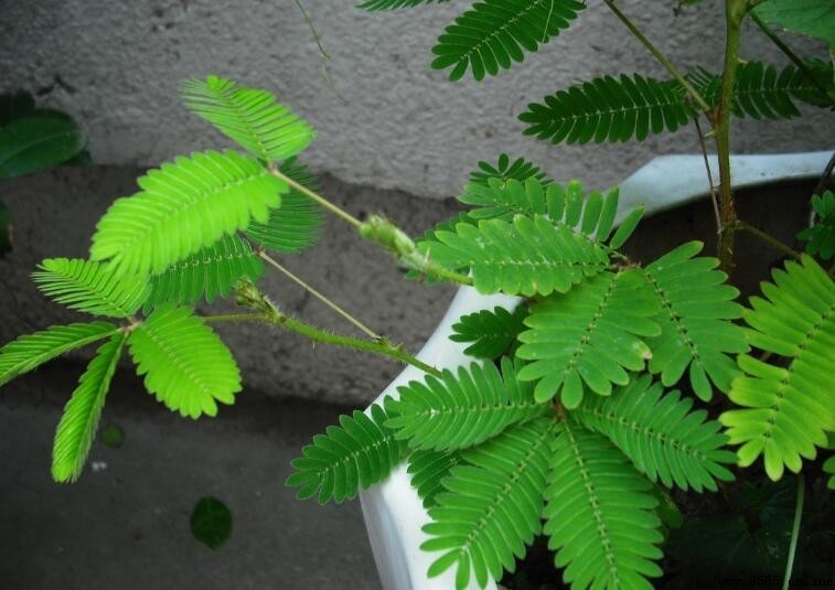 描寫含羞草樣子的句子集錦