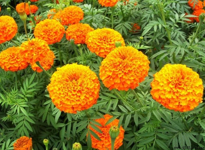 金盞花形態特徵解析