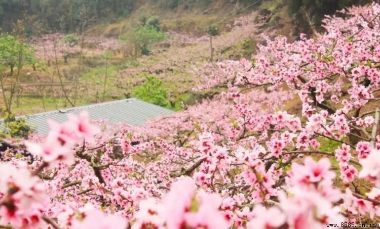 桃月是指幾月？農曆三月桃花季的解析