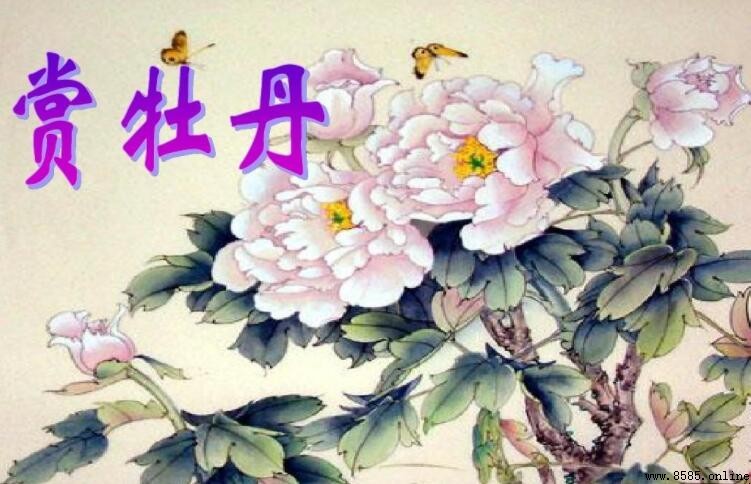 描寫牡丹花的詩句總結