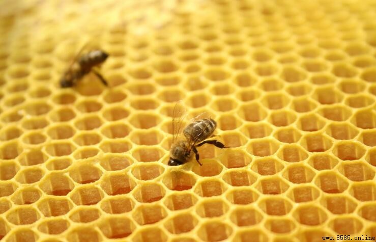 蜂膠是什麼:來源、特點與健康效益