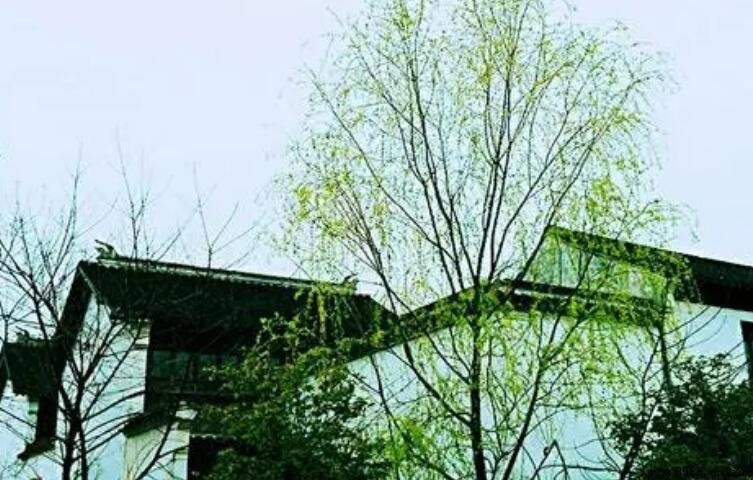 《暮春即事》的作者是誰?揭秘唐代女詩人魚玄機