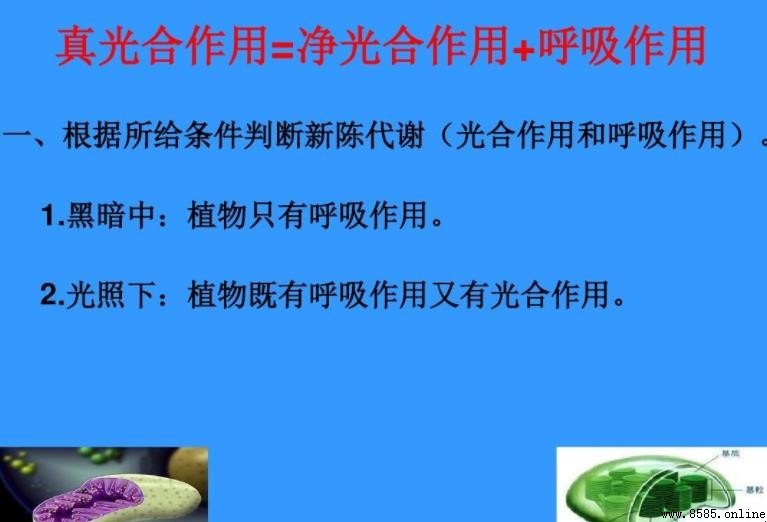 淨光合作用的定義與解析