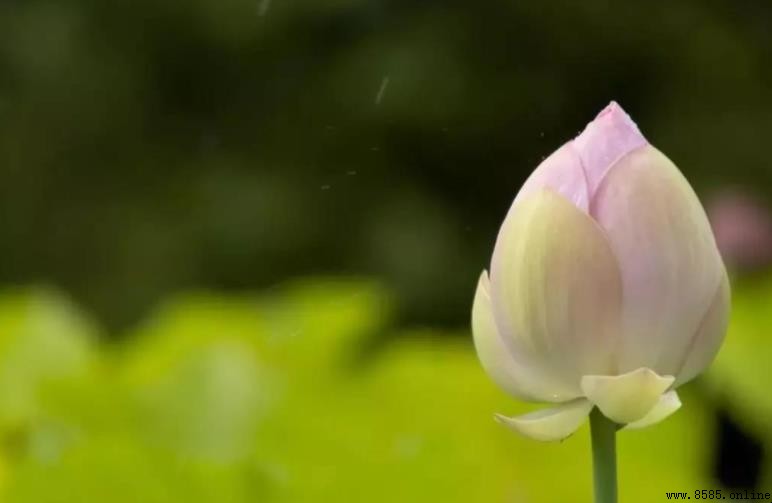 膽欲大而心欲細的「欲」是什麼意思？