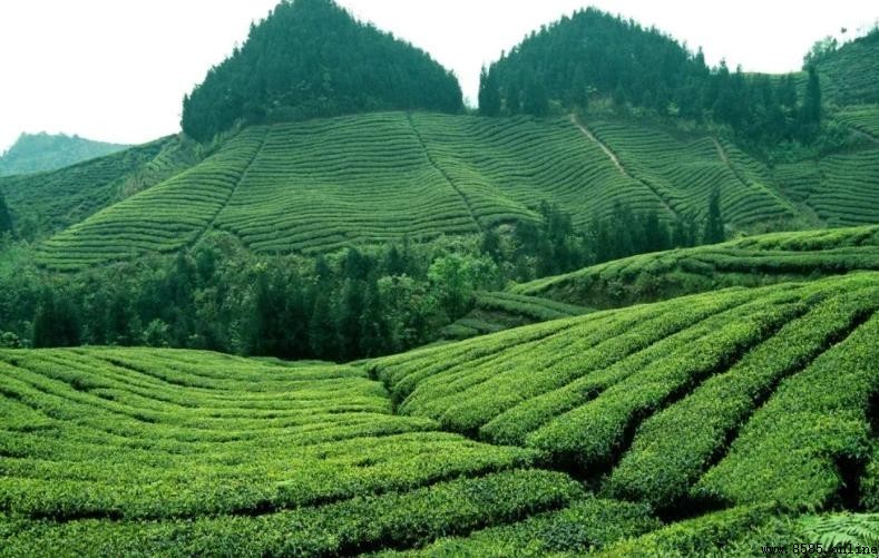 四川茶的历史沿革