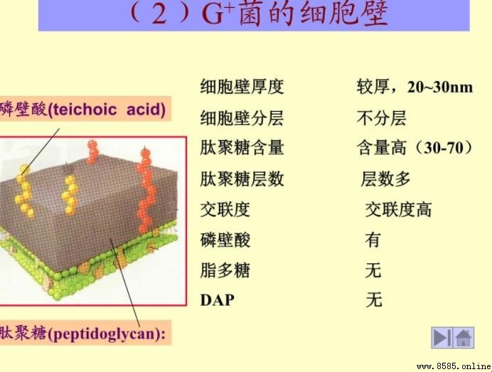 細菌細胞壁的主要成分是什麼