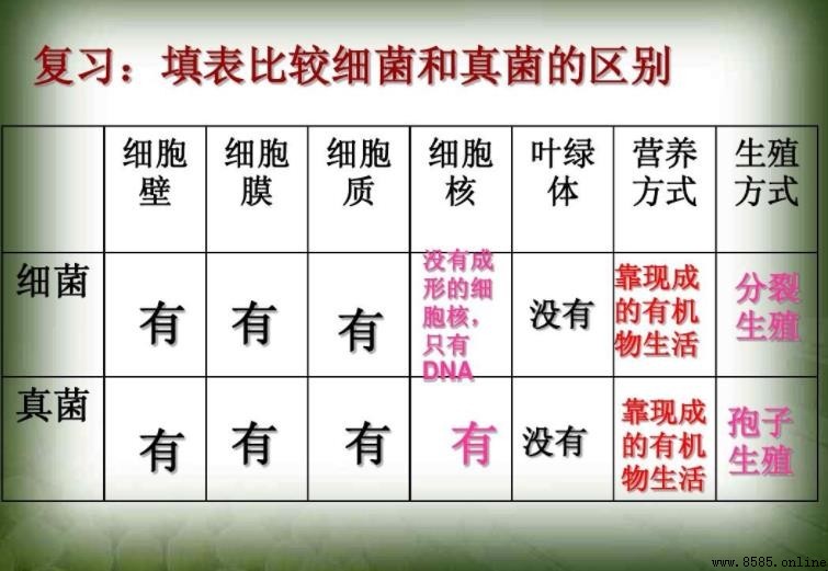 細菌和真菌的區別