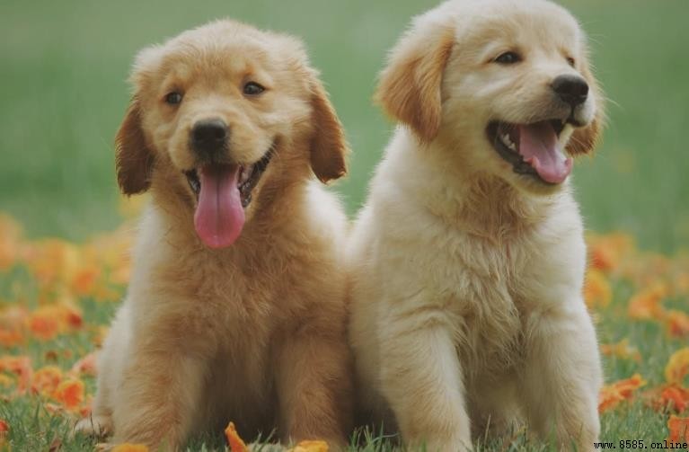 犬與狗有什麼區別？解析語言、體型與腳趾差異