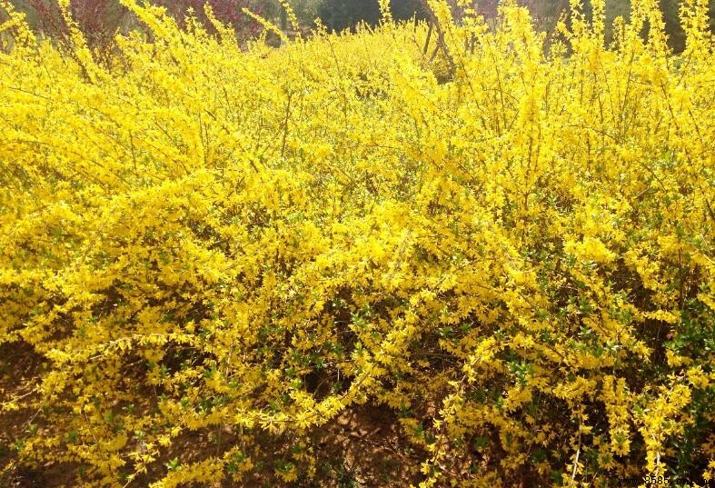迎春花的寓意與象徵