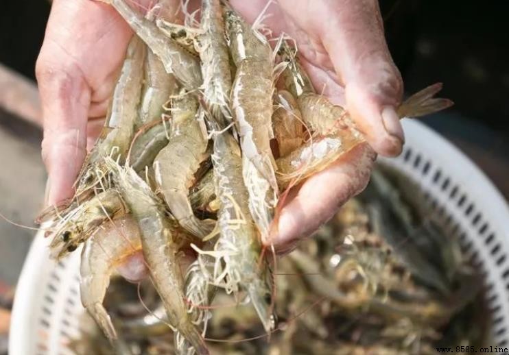 蝦的飲食指南：從野生到養殖的完整食物清單